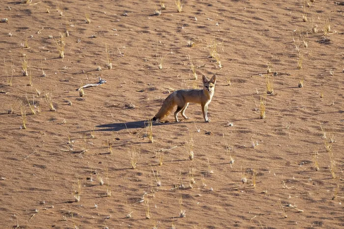 Framed Print : Cape fox (Vulpes chama) in the sand Framed Print : Cape fox (Vulpes chama) in the sand