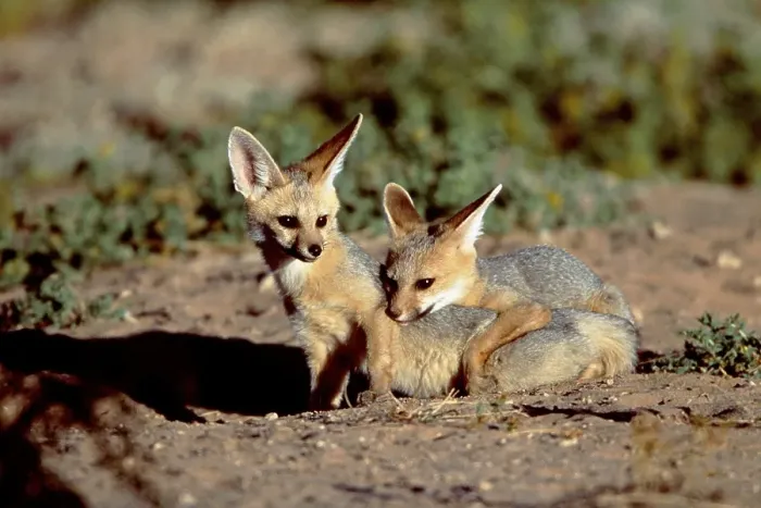 Framed Print : Cape Foxes, Kalahari Gemsbok Park