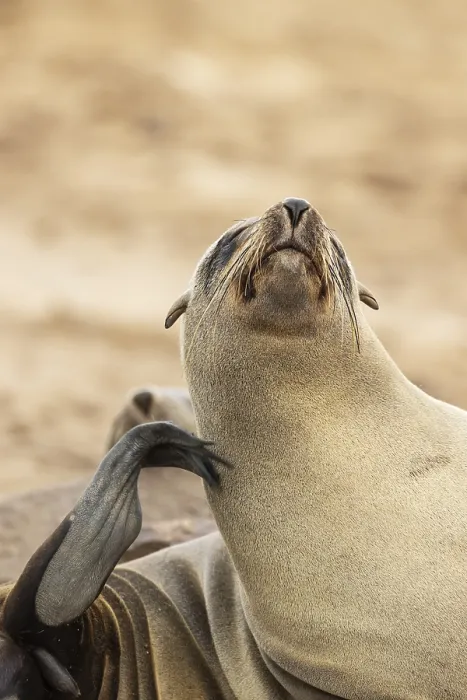 Framed Print : Cape Fur Seal (Arctocephalus pusillus) Framed Print : Cape Fur Seal (Arctocephalus pusillus)