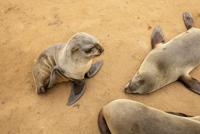 Framed Print : Cape fur seals resting on the sandy beach at Cape Cross Nature Reserve