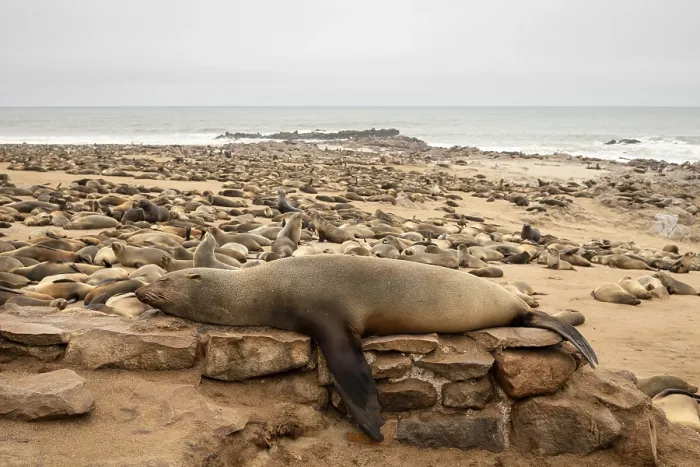 Framed Print : Cape fur seals resting on the sandy beach at Cape Cross Nature Reserve