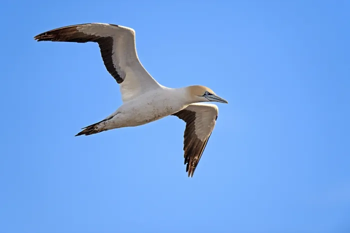 Framed Print : Cape Gannet (Morus capensis), Bird Island Framed Print : Cape Gannet (Morus capensis), Bird Island