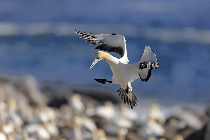 Framed Print : Cape Gannet (Morus capensis), Lamberts Bay Framed Print : Cape Gannet (Morus capensis), Lamberts Bay