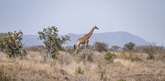 Framed Print : Cape giraffe (Giraffa giraffa giraffa)