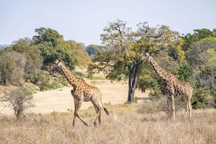 Framed Print : Two cape giraffes (Giraffa giraffa giraffa)
