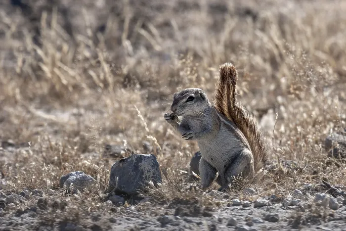 Framed Print : Cape Ground Squirrel (Xerus inauris)