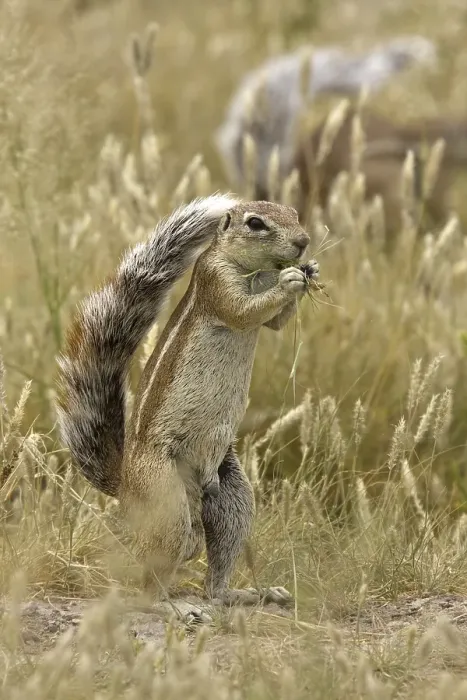 Framed Print : Cape Ground Squirrel (Xerus inauris) feeding on grass Framed Print : Cape Ground Squirrel (Xerus inauris) feeding on grass