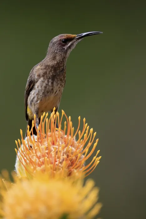 Framed Print : Cape Honeybird (Promerops cafer) Framed Print : Cape Honeybird (Promerops cafer)