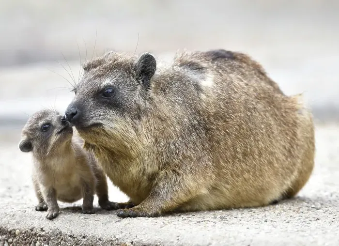 Framed Print : Cape hyraxes (Cape hyraxes), kitten with mother Framed Print : Cape hyraxes (Cape hyraxes), kitten with mother