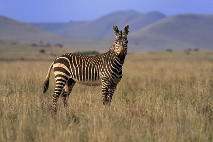 Framed Print : Cape Mountain Zebra (Equus zebra zebra)