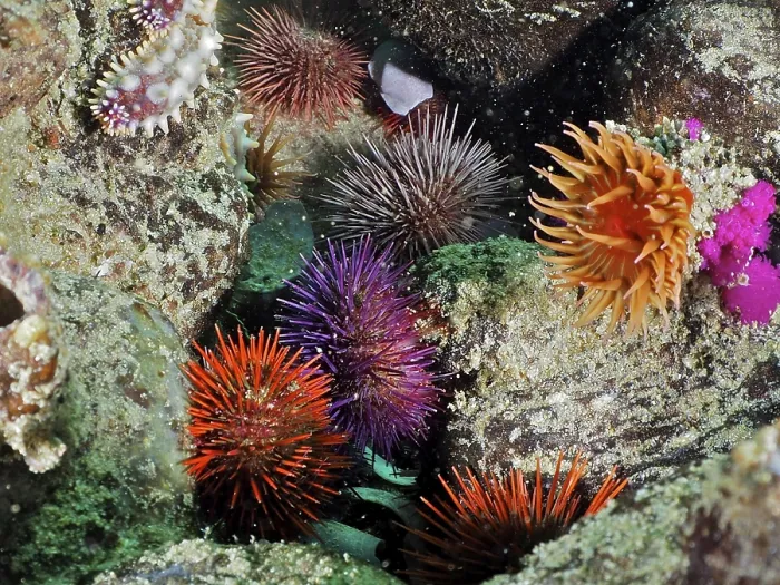 Framed Print : Cape sea urchin (Parechinus angulosus)