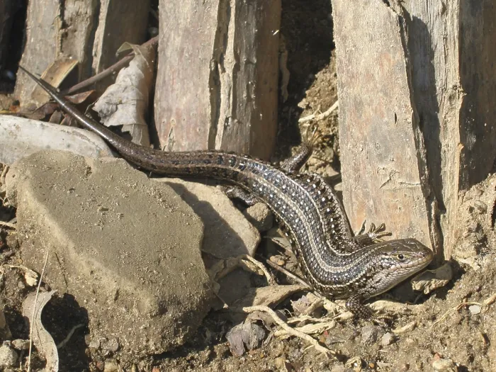 Framed Print : Cape skink (Trachylepis capensis) Framed Print : Cape skink (Trachylepis capensis)