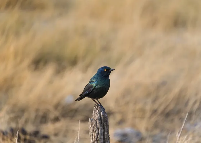 Framed Print : Cape Starling (Lamprotornis nitens) perched on a post