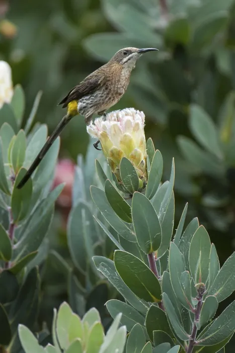 Framed Print : Cape Sugarbird (Promerops cafer)