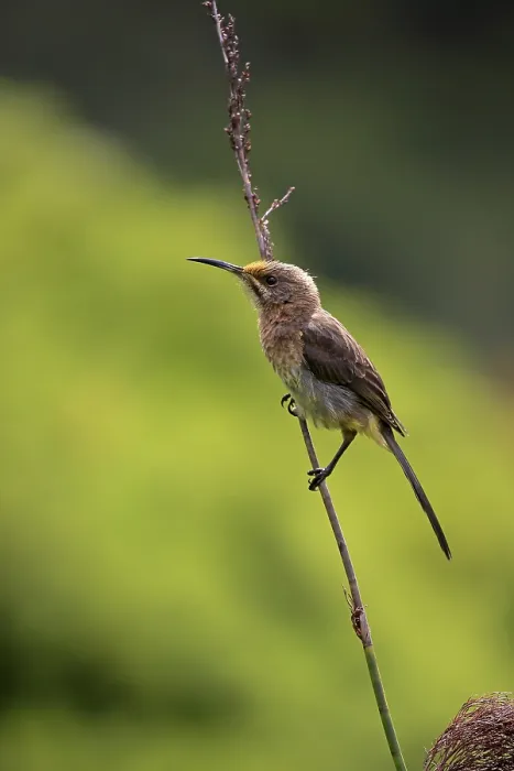 Framed Print : Cape Sugarbird (Promerops cafer)