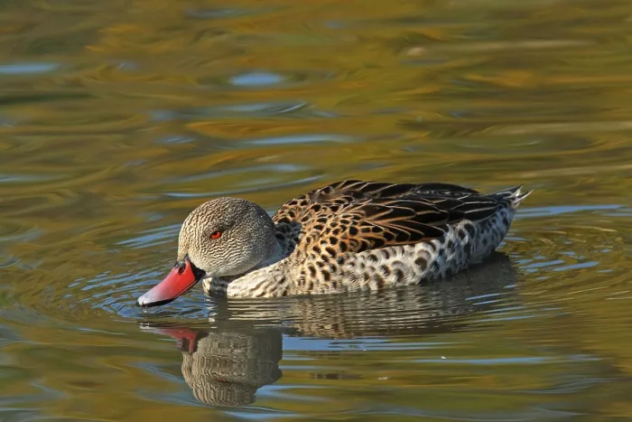 Framed Print : Cape teal (Anas capensis), Cape duck Framed Print : Cape teal (Anas capensis), Cape duck