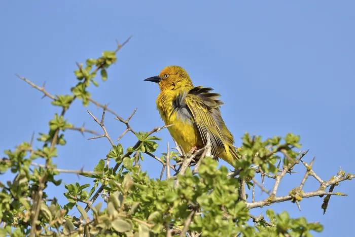 Framed Print : Cape Weaver (Ploceus capensis)