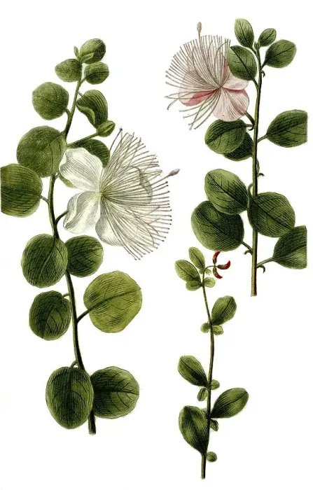 Framed Print : Caper bush (Capparis spinosa), Historic