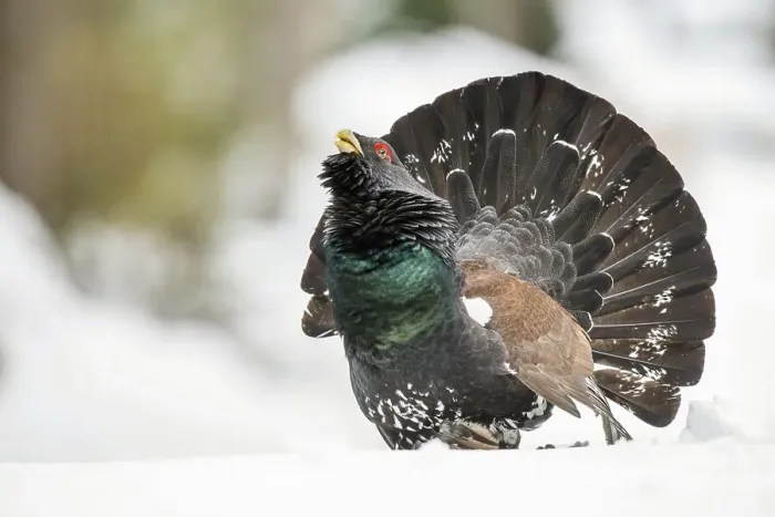 Framed Print : Capercaillie (Tetrao urogallus) during courtship in forest