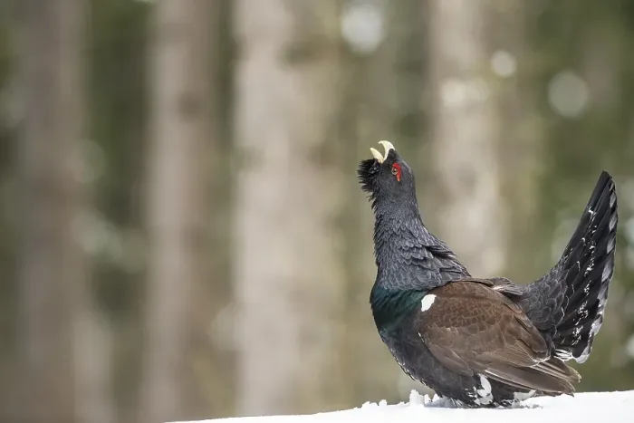 Framed Print : Capercaillie (Tetrao urogallus) during courtship in forest
