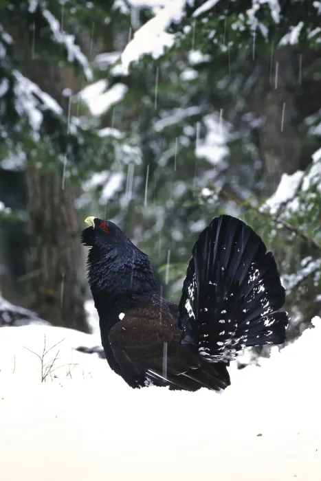 Framed Print : Capercaillie, Tetrao urugallus Framed Print : Capercaillie, Tetrao urugallus