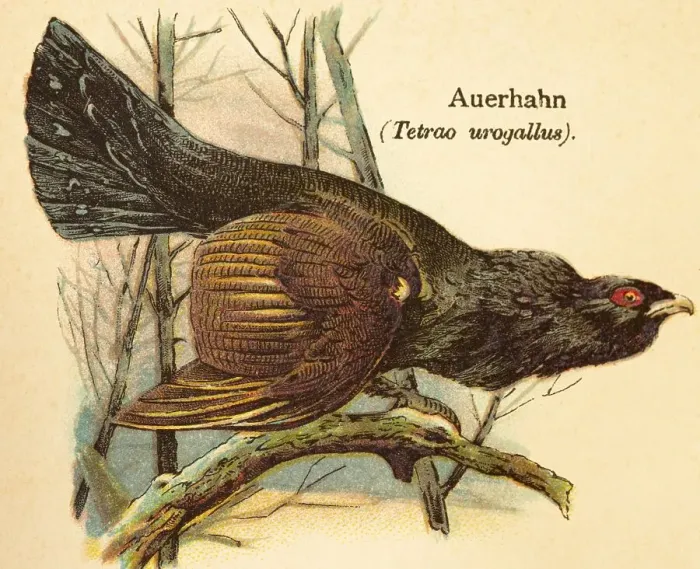 Framed Print : Capercaillie or western capercaillie (Tetrao urogallus) tree