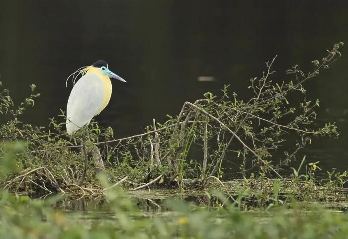 Framed Print : Capped Heron (Pilherodius pileatus) adult