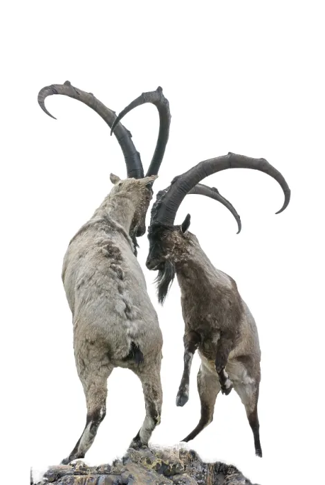 Framed Print : Capricorn on the mountain. isolated Wild goat