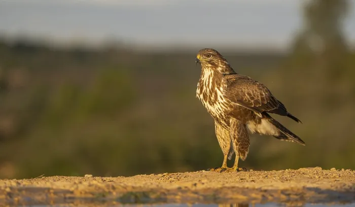 Framed Print : A captivating image of a hawk standing solemnly on the ground