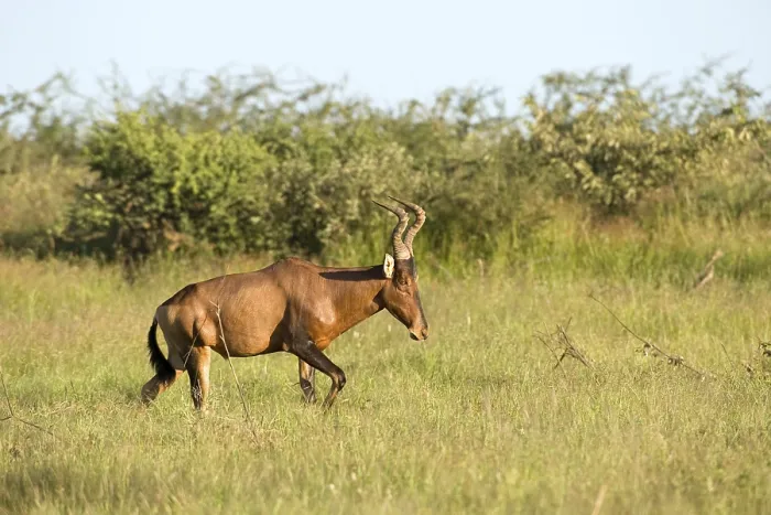 Framed Print : Captive Red Hartebeest (Alcelaphus caama) on a game ranch in Otjiwarongo
