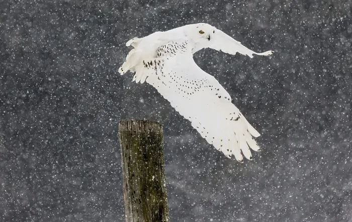 Framed Print : A captive snowy owl (Bubo scandiacus) at a bird of prey sanctury during winter Framed Print : A captive snowy owl (Bubo scandiacus) at a bird of prey sanctury during winter