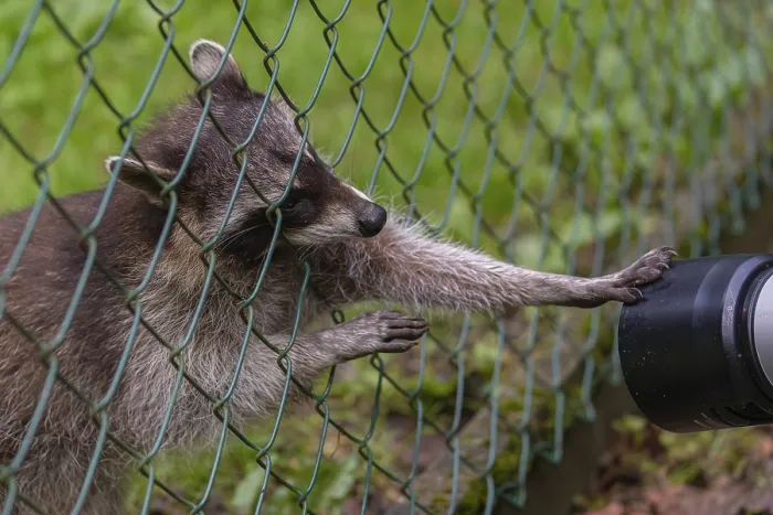 Framed Print : One captive young Raccoon, Procyon lotor Framed Print : One captive young Raccoon, Procyon lotor