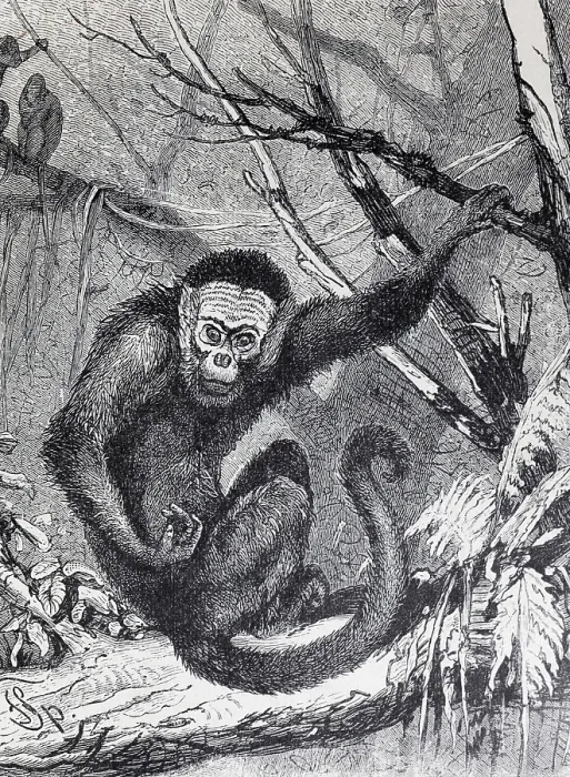 Framed Print : Capuchin monkey (Cebus capucinus) Framed Print : Capuchin monkey (Cebus capucinus)