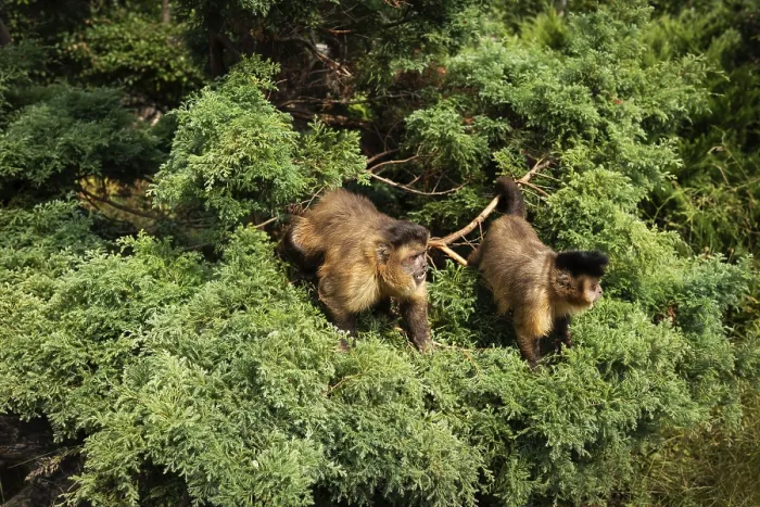 Framed Print : Two capuchin monkeys in lush green foliage