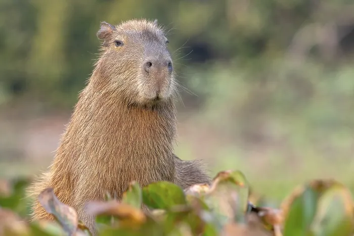 Framed Print : Capybara or capybara (Hydrochoerus hydrochaeris)