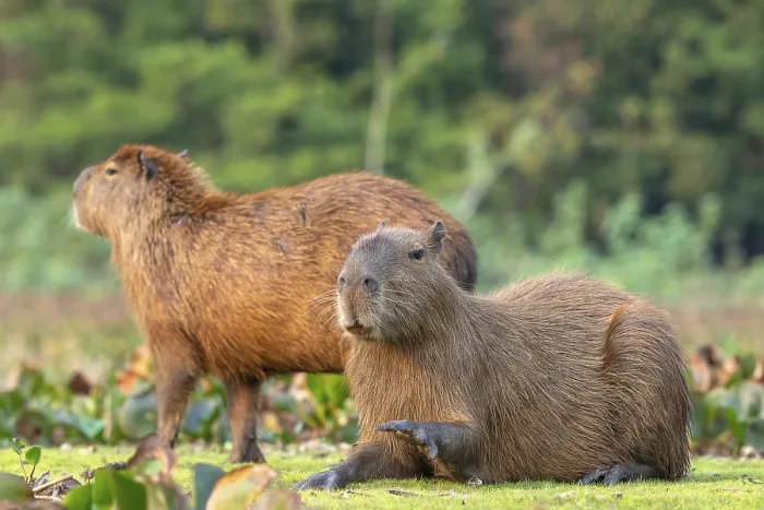 Framed Print : Capybara or capybara (Hydrochoerus hydrochaeris) Framed Print : Capybara or capybara (Hydrochoerus hydrochaeris)