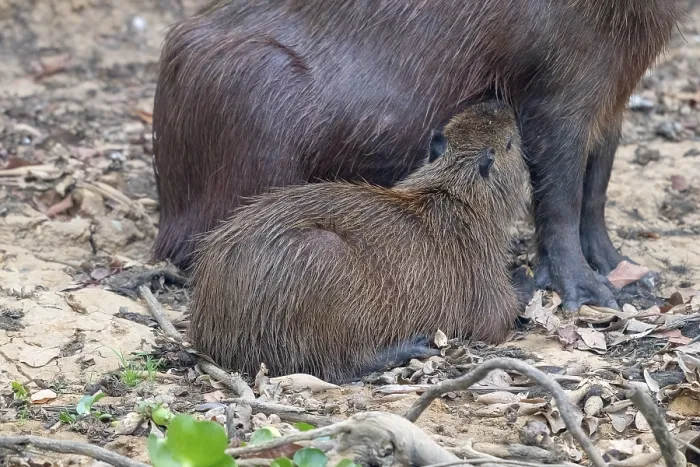 Framed Print : Capybara or capybara (Hydrochoerus hydrochaeris)