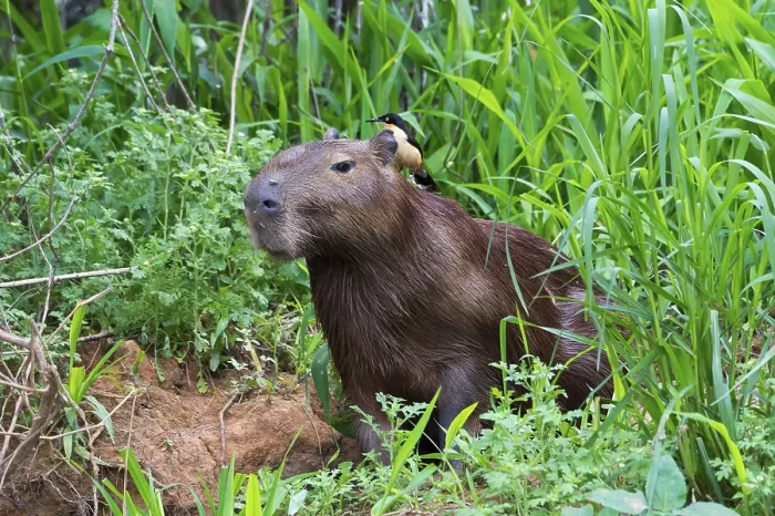 Framed Print : Capybara (Hydrochaeris hydrochaeris) with a Black-capped Donacobius (Donacobius atricapilla) on the back