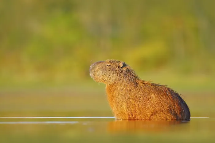 Framed Print : Capybara, Hydrochoerus hydrochaeris Framed Print : Capybara, Hydrochoerus hydrochaeris