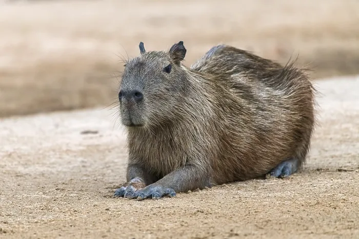Framed Print : Capybara (Hydrochoerus hydrochaeris) rests on sandbank