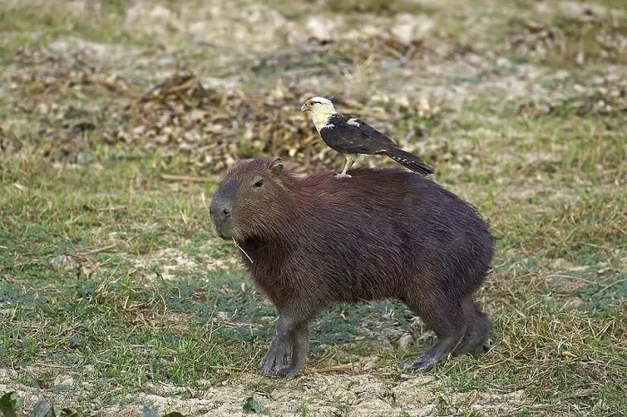 Framed Print : Capybara (hydrochoerus hydrochaeris) with yellow-headed caracara (milvago chimachima)