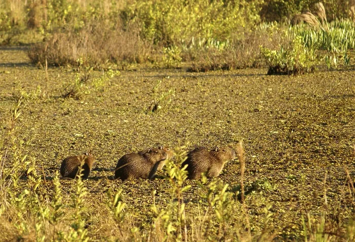 Framed Print : Capybaras in the Pantanal (Hydrochaeris hydrochaeris)
