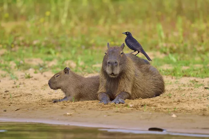 Framed Print : Two Capybaras sitting on the riverbank with a bird