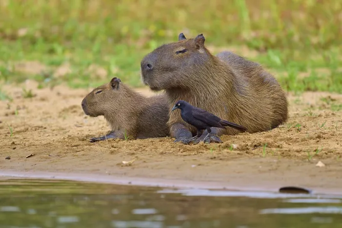 Framed Print : Two capybaras with a small bird close together on the bank