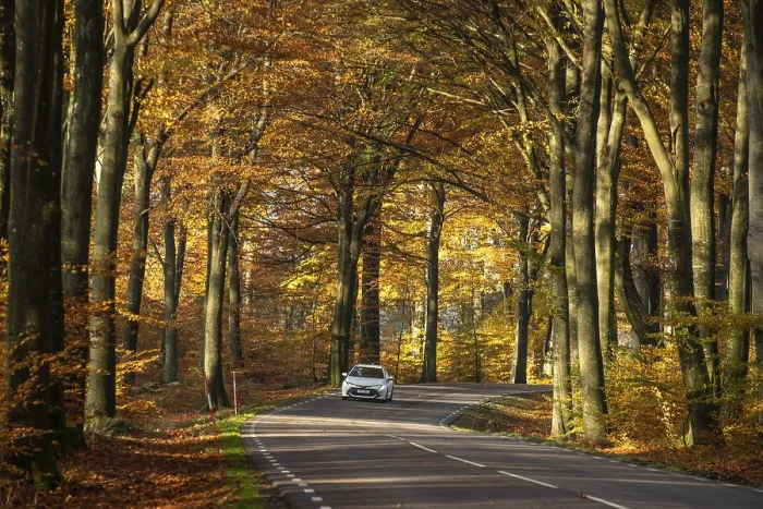 Framed Print : Car in colorful beech forest in autumn in Sankt Olof Framed Print : Car in colorful beech forest in autumn in Sankt Olof