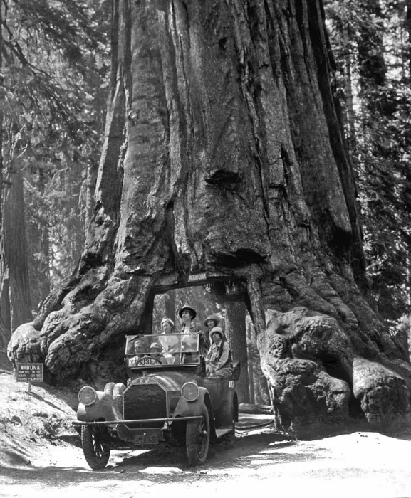 Framed Print : Car drives through a gate in Sequoia (Sequoioideae)
