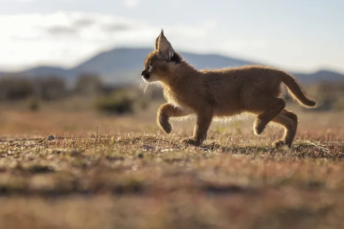 Framed Print : Caracal (Caracal caracal) cub walking in backlight