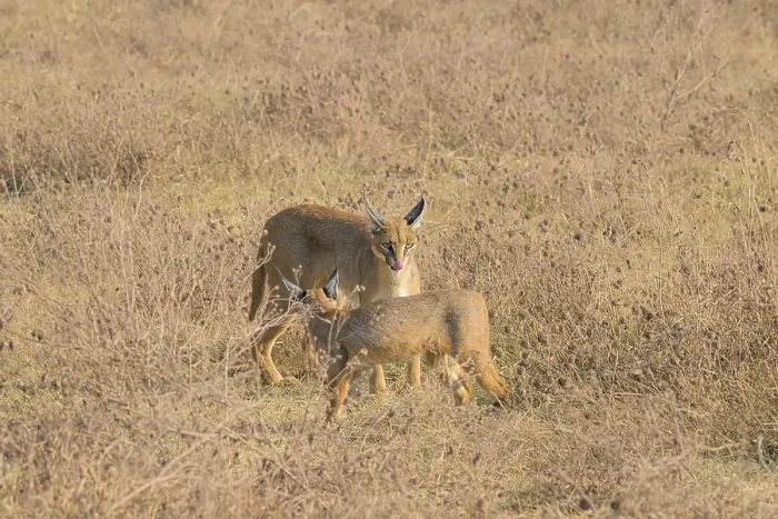 Framed Print : Two caracals interacting in dry grass