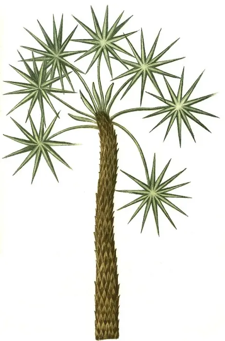 Framed Print : Caranna, caragne, caran, palm, Historic Framed Print : Caranna, caragne, caran, palm, Historic