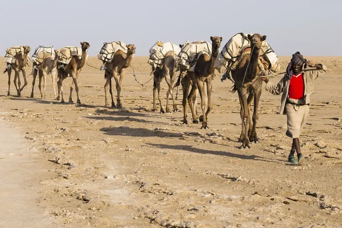 Framed Print : Caravan, camels carrying salt from the salt mines of Dallol Framed Print : Caravan, camels carrying salt from the salt mines of Dallol